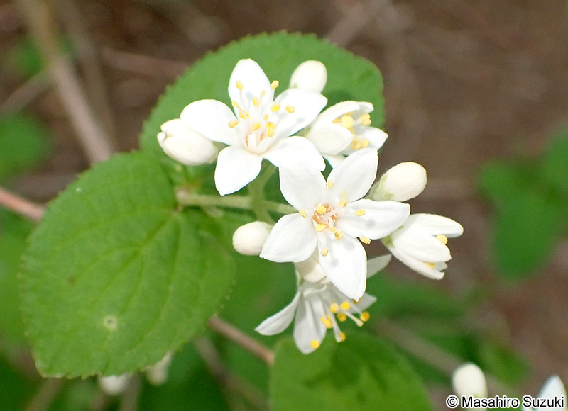 マルバウツギ Deutzia scabra