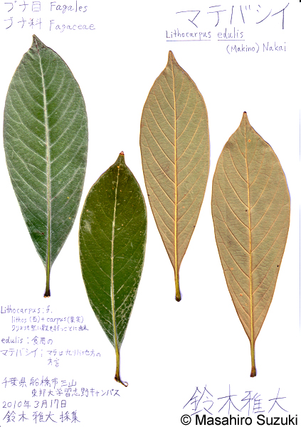 マテバシイ Lithocarpus Edulis