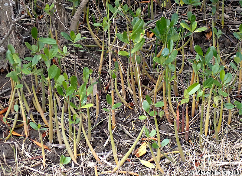 メヒルギ Kandelia obovata