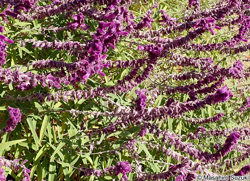 メキシカンブッシュセージ Salvia leucantha