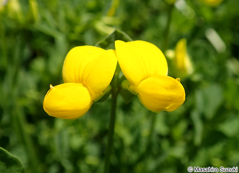 ミヤコグサ Lotus corniculatus var. japonicus