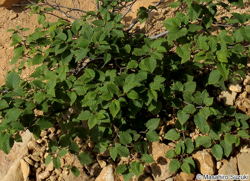 ミヤマハンノキ Alnus viridis subsp. maximowiczii