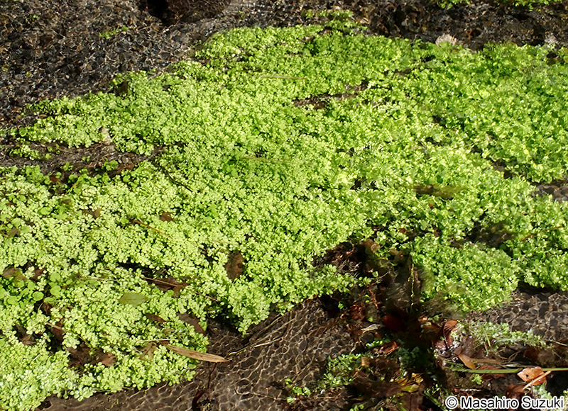 ミズハコベ Callitriche palustris