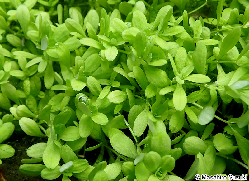 ミズハコベ Callitriche palustris