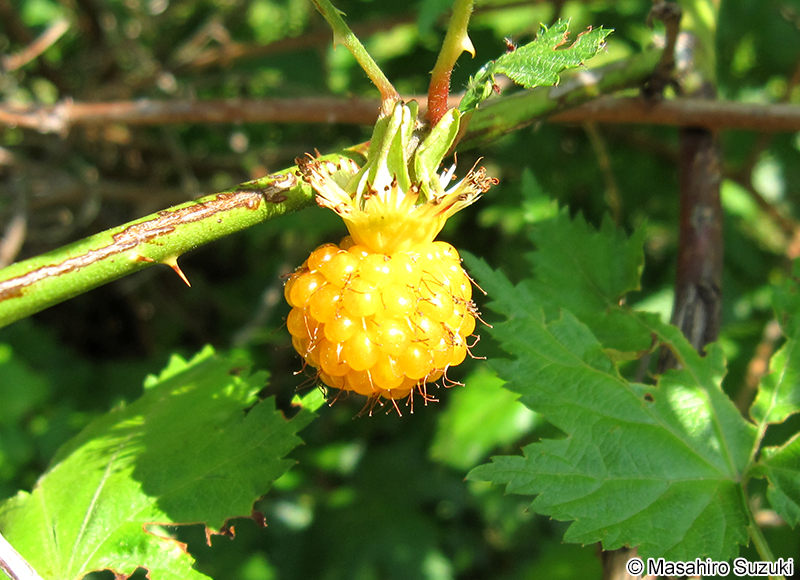 モミジイチゴ Rubus palmatus f. coptophyllus