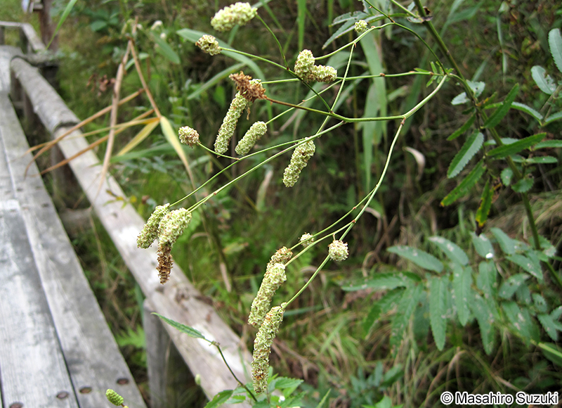 ナガボノワレモコウ Sanguisorba tenuifolia