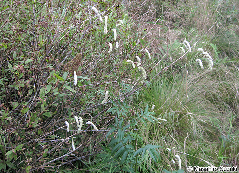 ナガボノワレモコウ Sanguisorba tenuifolia