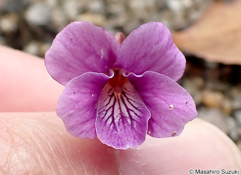 ナガバノタチツボスミレ Viola ovato-oblonga