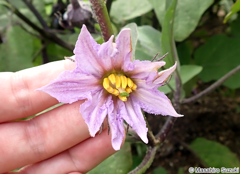ナス Solanum melongena