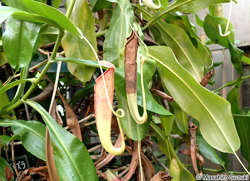 ナンヨウウツボカズラ Nepenthes mirabilis