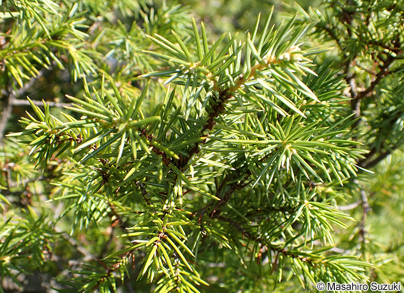 ネズミサシ Juniperus rigida
