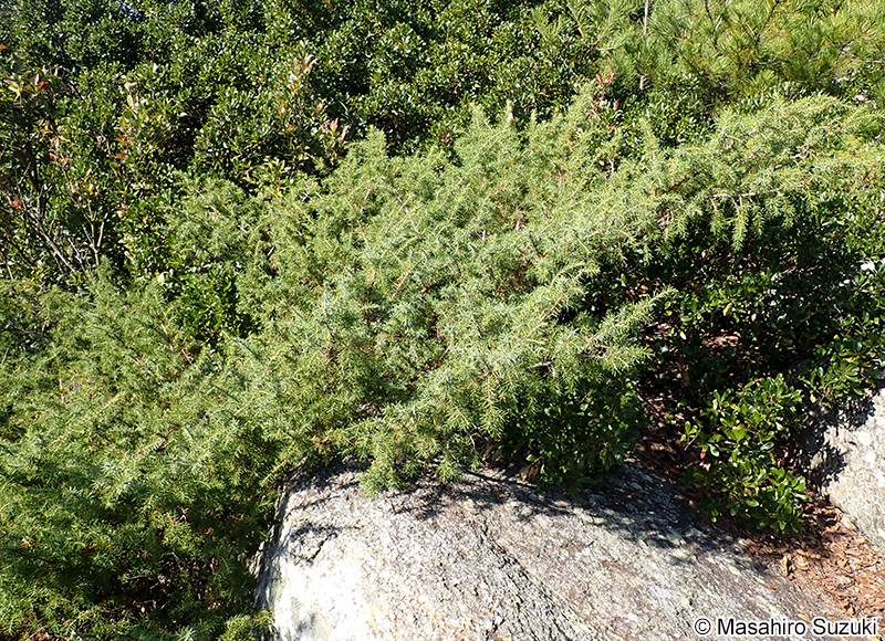 ネズミサシ Juniperus rigida
