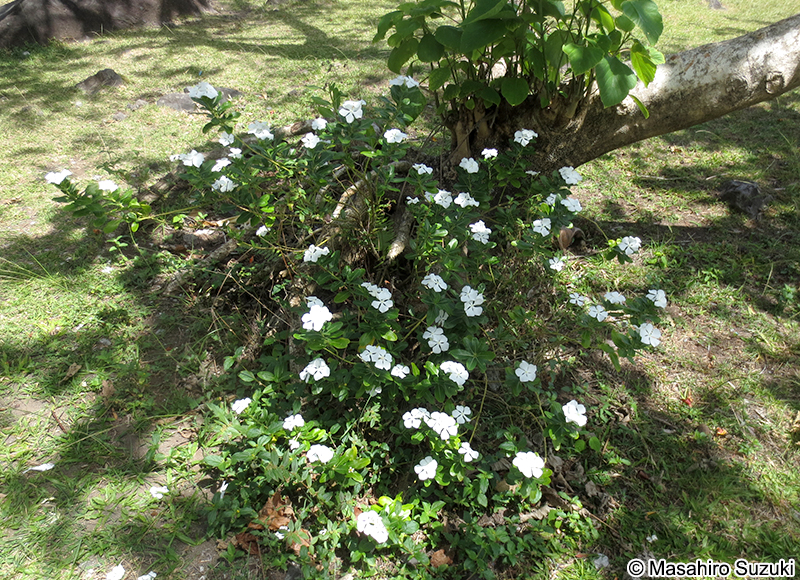 ニチニチソウ Catharanthus roseus