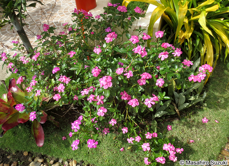 ニチニチソウ Catharanthus roseus