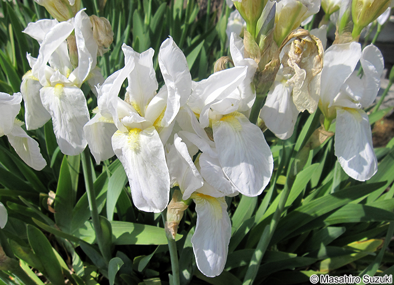 ニオイイリス Iris germanica 'Florentina'