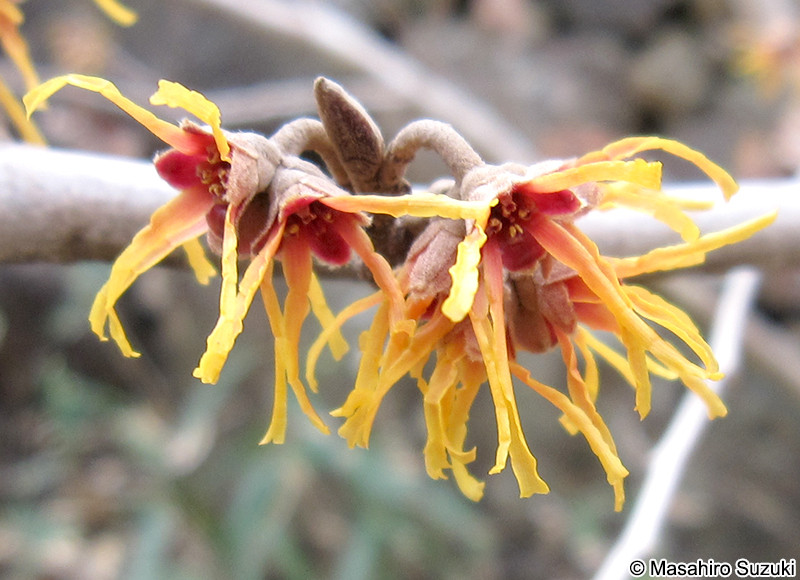 マンサク Hamamelis japonica f. flavopurpurascens