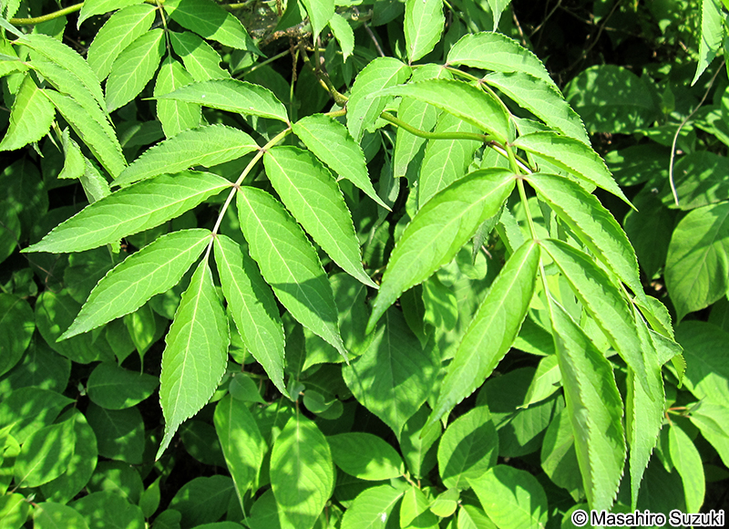 ニワトコ Sambucus racemosa subsp. sieboldiana