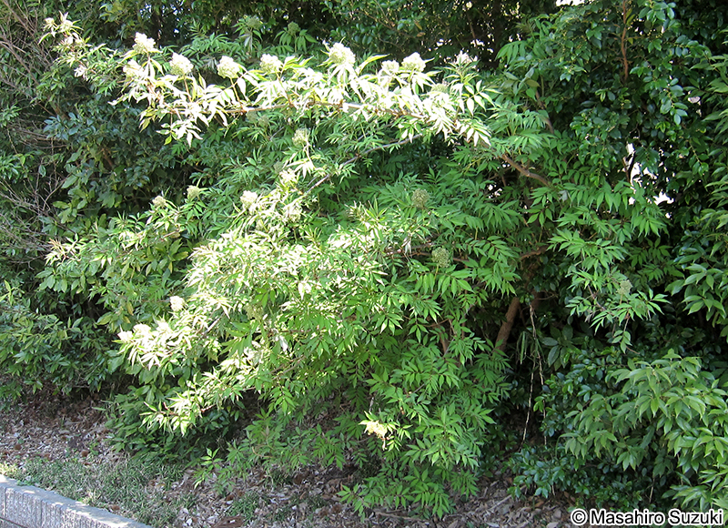 ニワトコ Sambucus racemosa subsp. sieboldiana