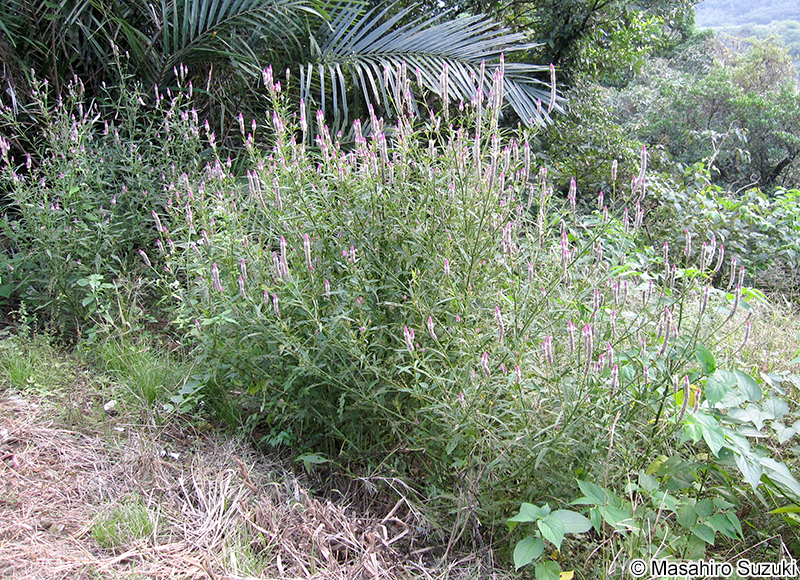 ノゲイトウ Celosia argentea