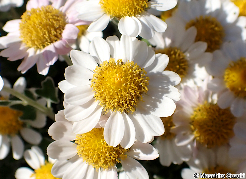 ノジギク Chrysanthemum japonense