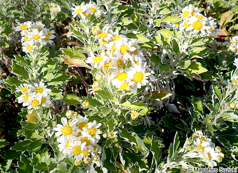 ノジギク Chrysanthemum japonense