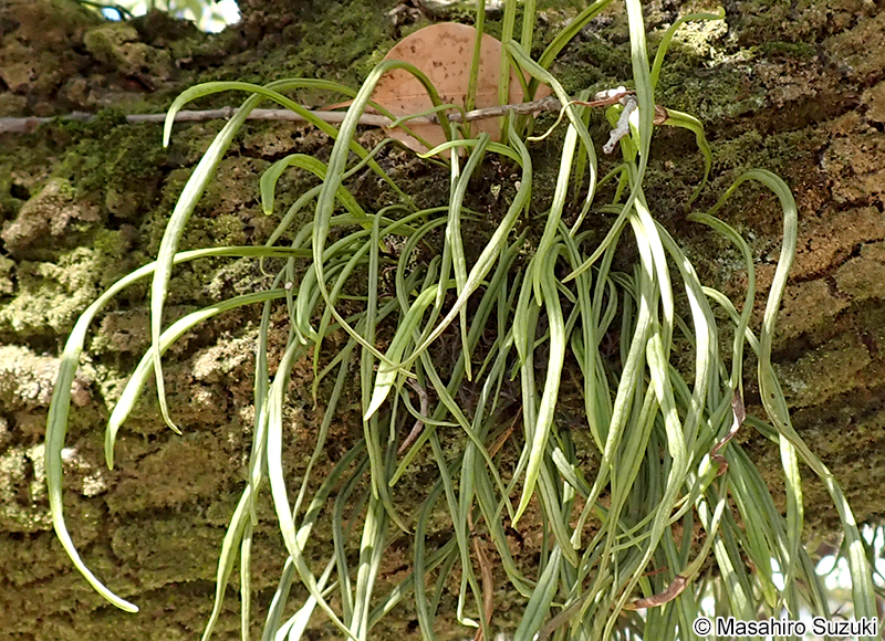 ノキシノブ Lepisorus thunbergianus