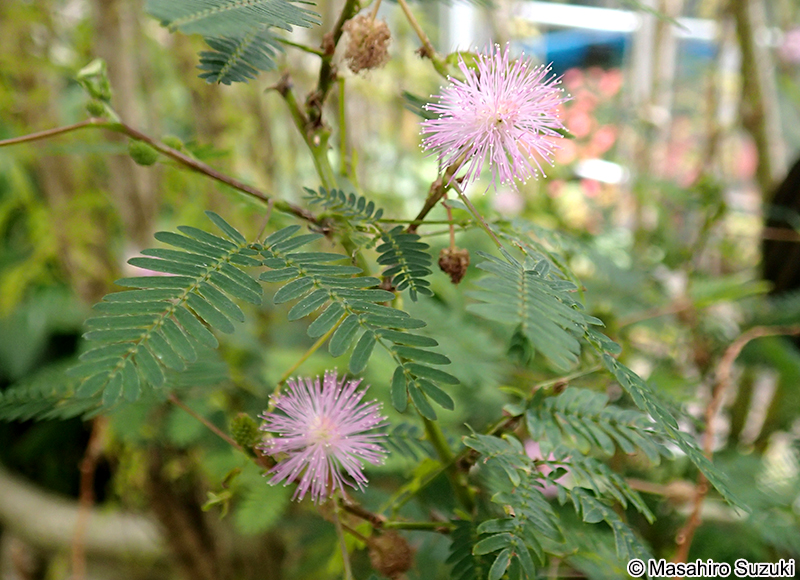 オジギソウ Mimosa pudica