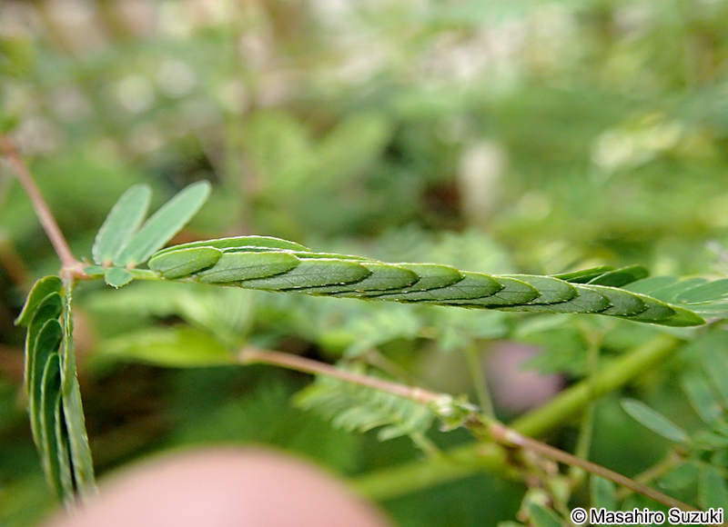 オジギソウ Mimosa pudica