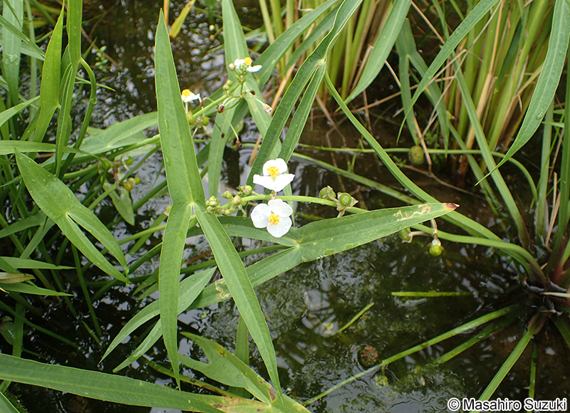 オモダカ Sagittaria trifolia