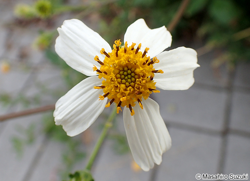 オオバナノセンダングサの花