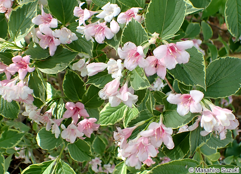 オオベニウツギ Weigela florida