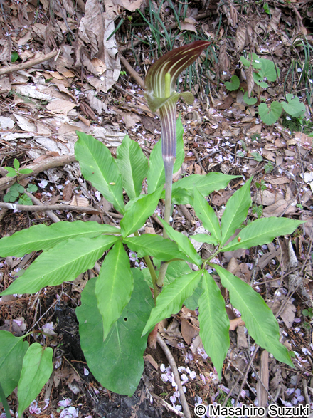 オオマムシグサ Arisaema serratum