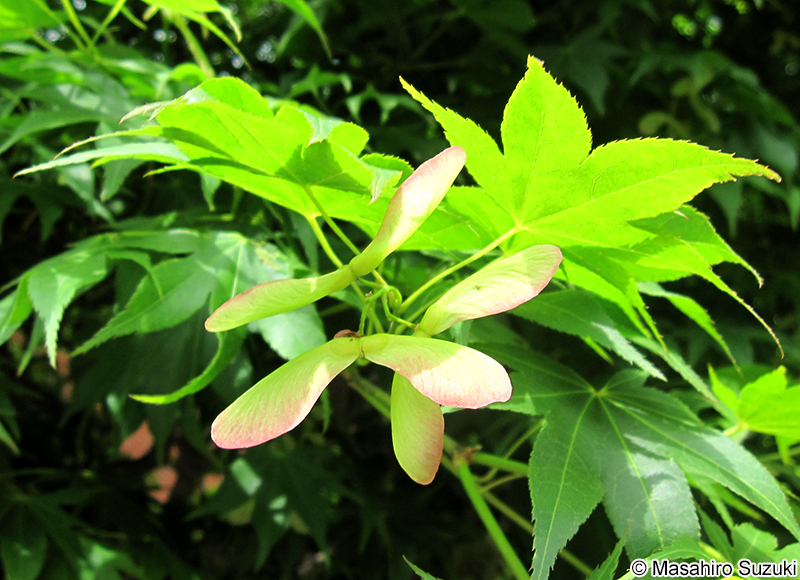オオモミジ Acer amoenum