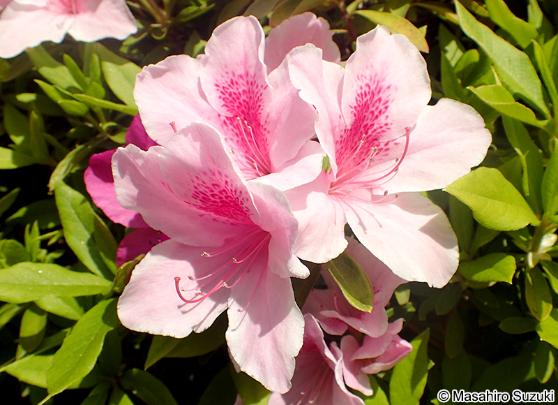 オオムラサキ Rhododendron x pulchrum