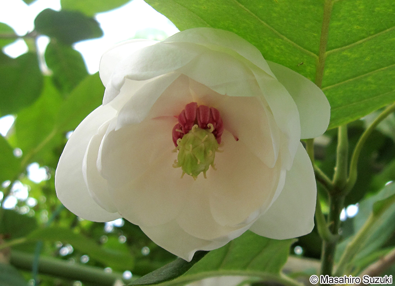 オオヤマレンゲ Magnolia sieboldii subsp. japoncia