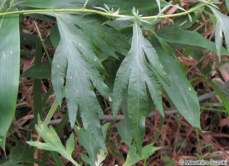 オオヨモギ Artemisia montana