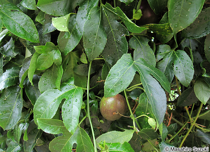 パッションフルーツ Passiflora edulis