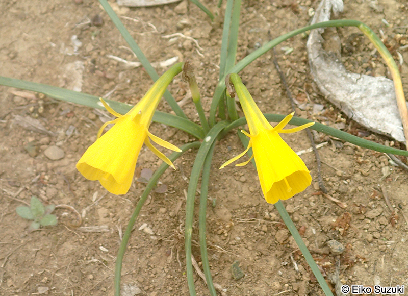 ペチコートスイセン Narcissus bulbocodium