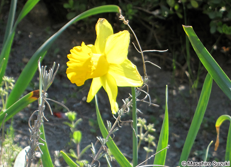 ラッパズイセン Narcissus pseudonarcissus