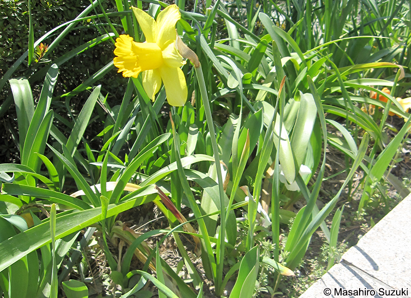 ラッパズイセン Narcissus pseudonarcissus