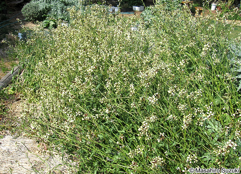 ルッコラ Eruca vesicaria subsp. sativa