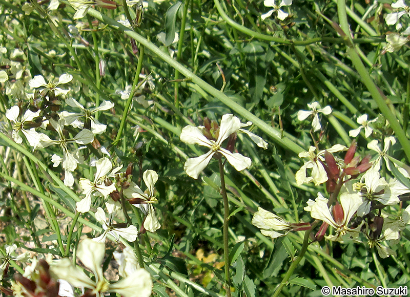 ルッコラ Eruca vesicaria subsp. sativa