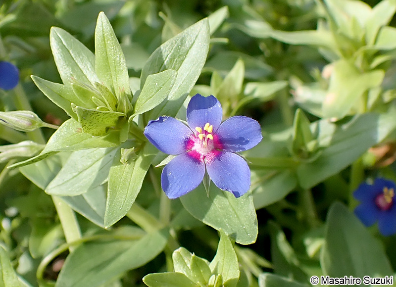ルリハコベ Lysimachia arvensis var. caerulea