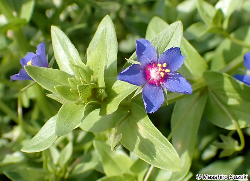 ルリハコベ Lysimachia arvensis var. caerulea