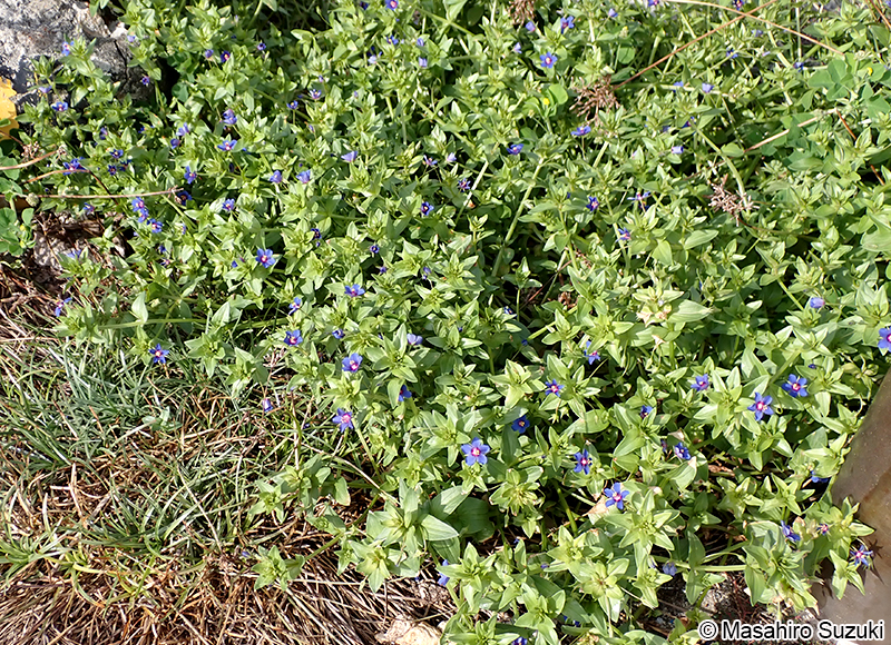 ルリハコベ Lysimachia arvensis var. caerulea