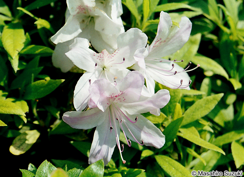 リュウキュウツツジ Rhododendron x mucronatum