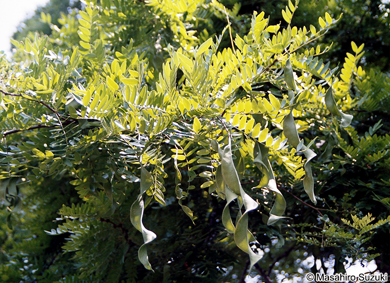 サイカチ Gleditsia japonica