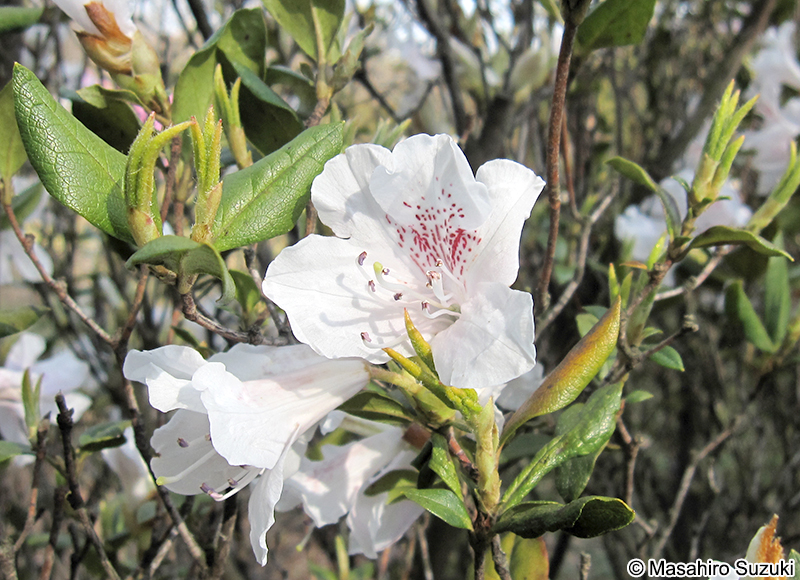サクラツツジ Rhododendron dilatatum var. satsumaense