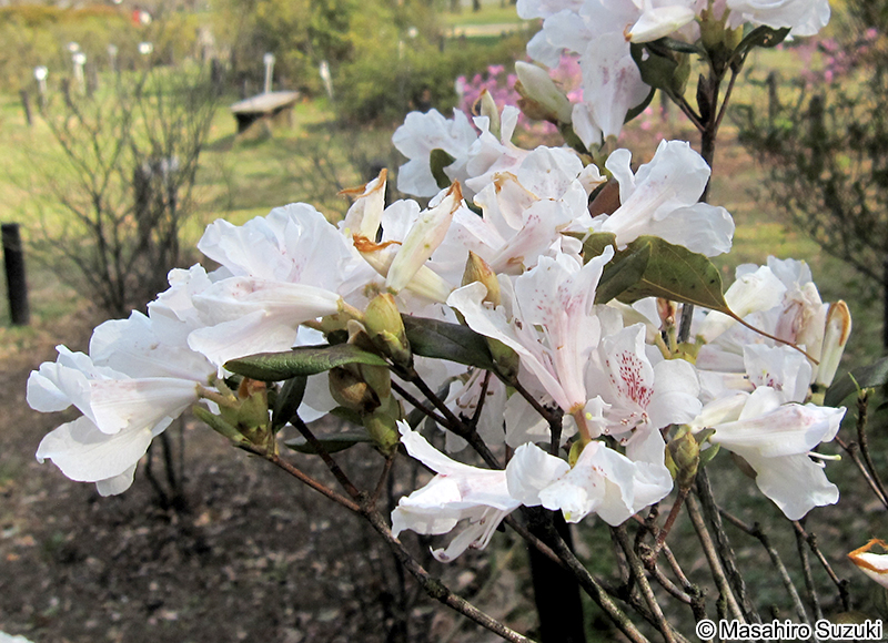 サクラツツジ Rhododendron dilatatum var. satsumaense
