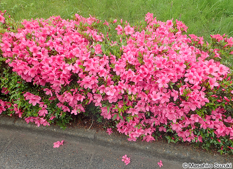 サツキ Rhododendron indicum